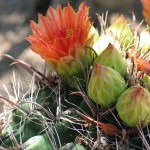 cactus orange