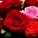 roses romantic web