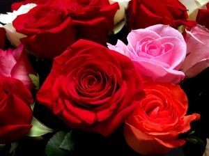 roses romantic web